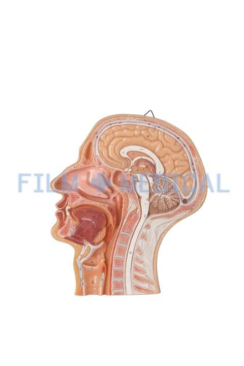 Lateral Section of Head Teaching Model 